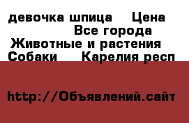 девочка шпица  › Цена ­ 40 000 - Все города Животные и растения » Собаки   . Карелия респ.